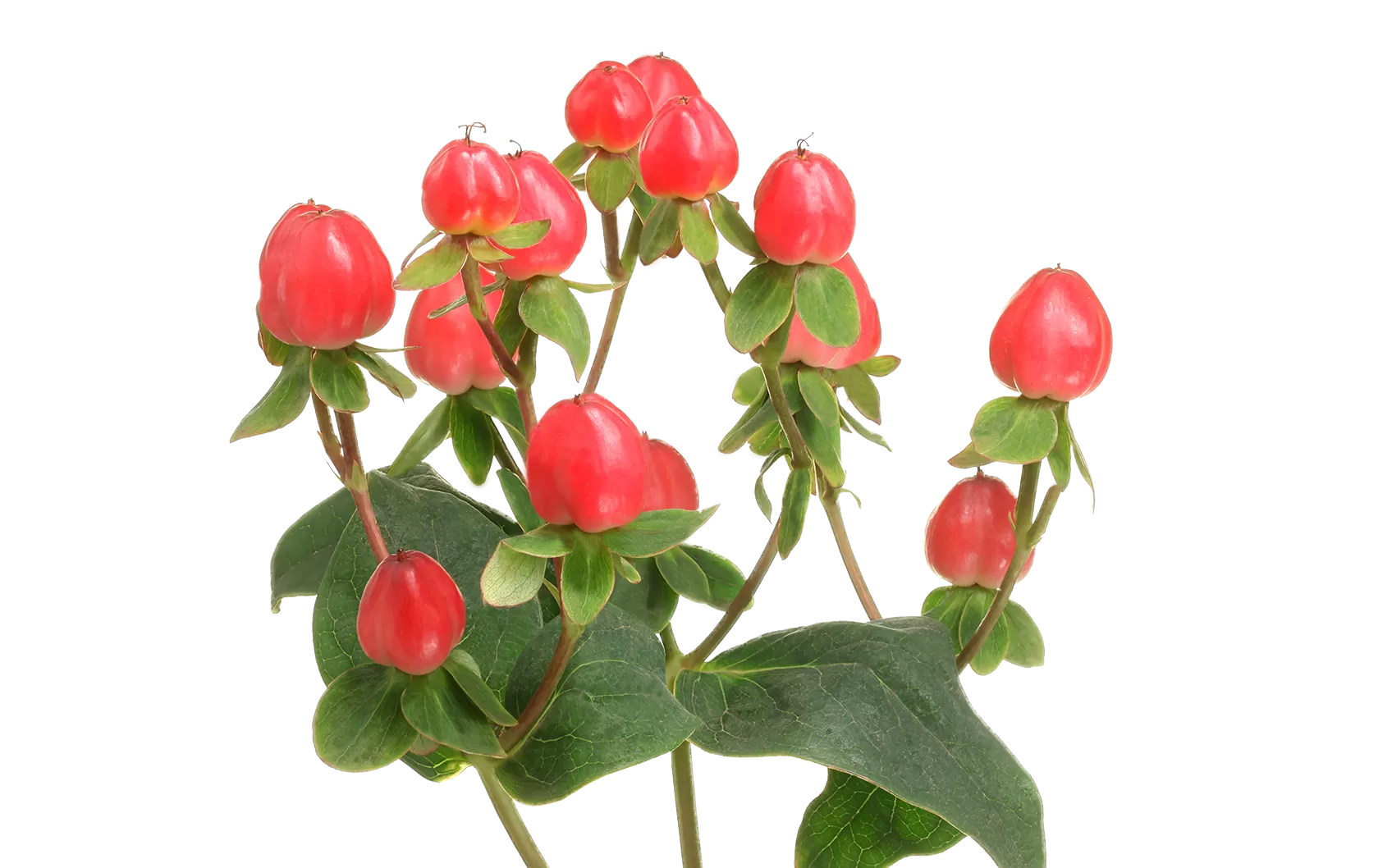 Hypericum sales